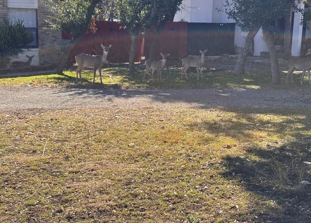 514 Fossel Pass St — photo 4